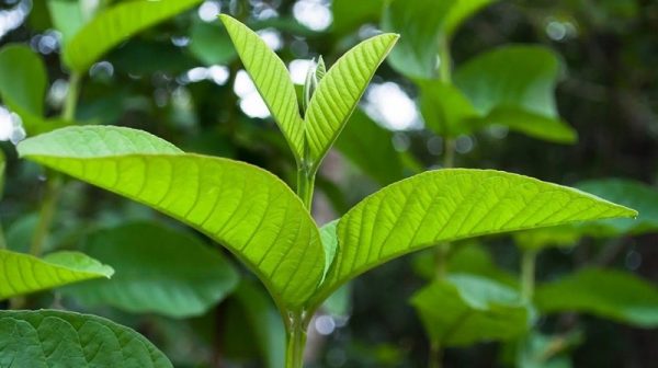 Lá ổi có tác dụng giảm cân không? Sự thật bạn cần biết